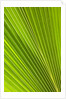Fresh Green Fan Palm by Anonymous