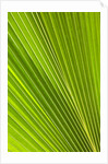 Fresh Green Fan Palm by Anonymous