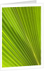 Fresh Green Fan Palm by Anonymous
