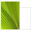 Fresh Green Fan Palm by Anonymous