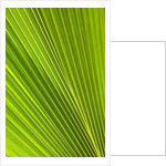 Fresh Green Fan Palm by Anonymous