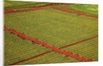 Coffee field on the island of Kauai by Anonymous