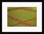 Coffee field on the island of Kauai by Anonymous