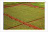 Coffee field on the island of Kauai by Anonymous