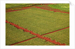 Coffee field on the island of Kauai by Anonymous