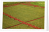 Coffee field on the island of Kauai by Anonymous