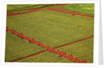 Coffee field on the island of Kauai by Anonymous