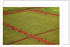 Coffee field on the island of Kauai by Anonymous