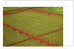 Coffee field on the island of Kauai by Anonymous