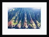 Napali coastline by Anonymous