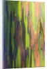 Close-up of Rainbow Eucalyptus by Anonymous