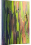 Close-up of Rainbow Eucalyptus by Anonymous
