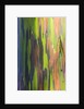 Close-up of Rainbow Eucalyptus by Anonymous
