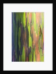 Close-up of Rainbow Eucalyptus by Anonymous