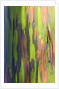 Close-up of Rainbow Eucalyptus by Anonymous