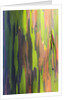Close-up of Rainbow Eucalyptus by Anonymous