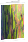 Close-up of Rainbow Eucalyptus by Anonymous