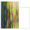 Close-up of Rainbow Eucalyptus by Anonymous