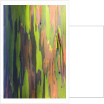 Close-up of Rainbow Eucalyptus by Anonymous