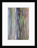 Close-up of Rainbow Eucalyptus by Anonymous