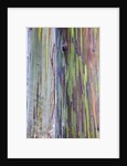 Close-up of Rainbow Eucalyptus by Anonymous