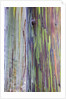 Close-up of Rainbow Eucalyptus by Anonymous
