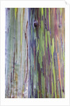 Close-up of Rainbow Eucalyptus by Anonymous