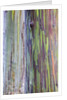 Close-up of Rainbow Eucalyptus by Anonymous