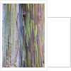 Close-up of Rainbow Eucalyptus by Anonymous