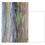 Close-up of Rainbow Eucalyptus by Anonymous