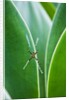 Agave growing with spider web attached by Anonymous