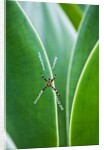 Agave growing with spider web attached by Anonymous