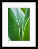 Agave growing with spider web attached by Anonymous