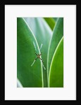 Agave growing with spider web attached by Anonymous