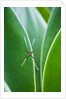Agave growing with spider web attached by Anonymous