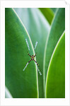 Agave growing with spider web attached by Anonymous