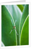 Agave growing with spider web attached by Anonymous