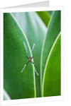 Agave growing with spider web attached by Anonymous