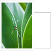 Agave growing with spider web attached by Anonymous