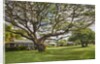 Large old tree and field in Waimea by Anonymous