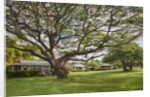 Large old tree and field in Waimea by Anonymous