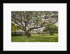 Large old tree and field in Waimea by Anonymous