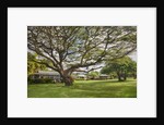Large old tree and field in Waimea by Anonymous