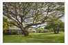 Large old tree and field in Waimea by Anonymous