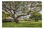 Large old tree and field in Waimea by Anonymous