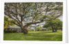 Large old tree and field in Waimea by Anonymous
