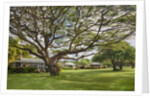 Large old tree and field in Waimea by Anonymous