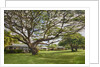 Large old tree and field in Waimea by Anonymous