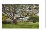 Large old tree and field in Waimea by Anonymous