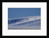 Patterns in snow covered wheat fields by Anonymous